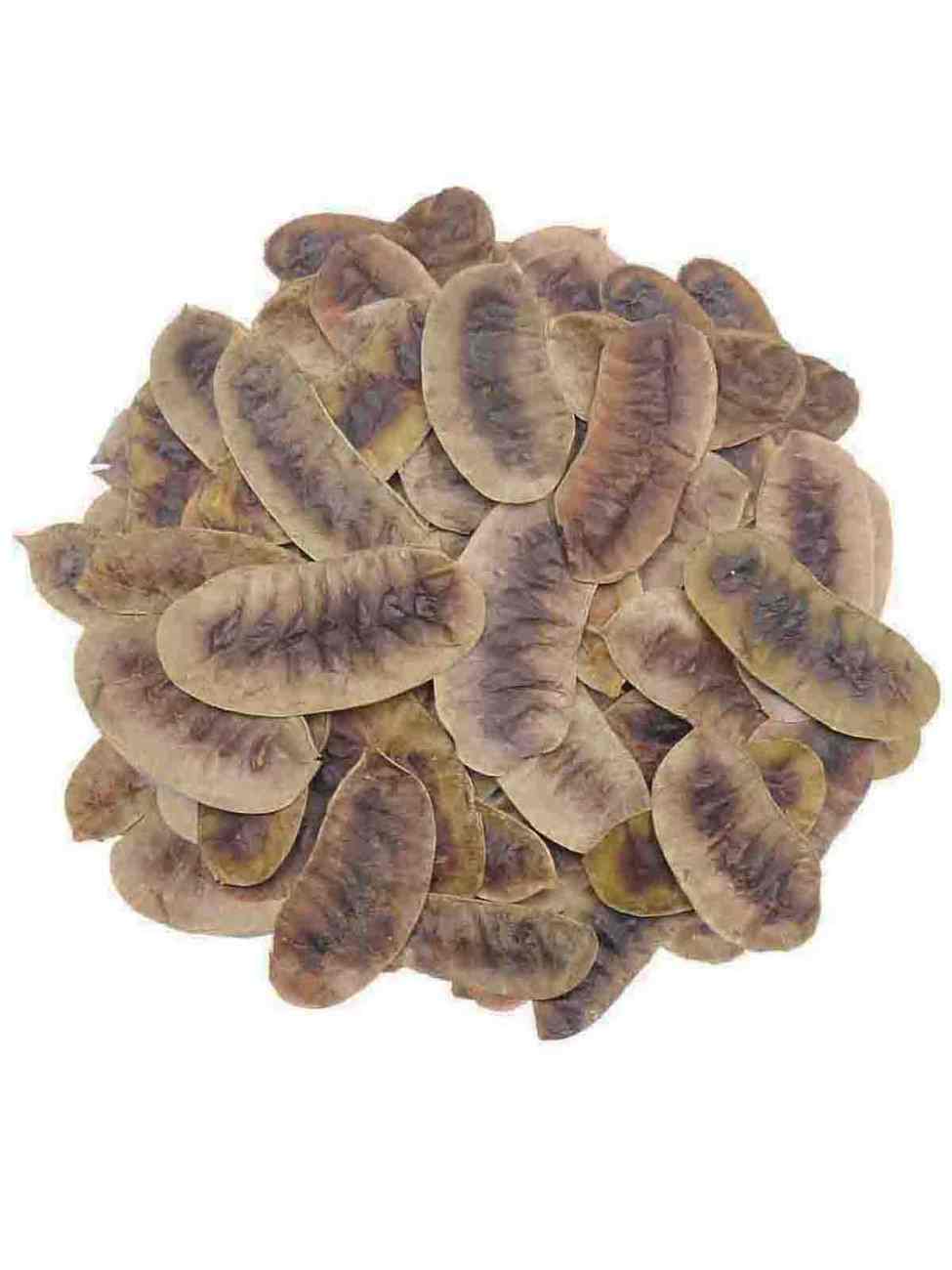 açlık otu Açlık Otu 100 g - Görsel 1